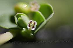 Image result for Euphorbia serpens