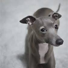 Black And White Italian Greyhound Puppy Tina Italian Greyhound Lebrel Italiano Galgo Italiano Galgo