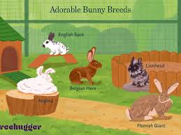 Temperament of a lionhead rabbit. 9 Bunny Breeds That Are Too Cute For Words