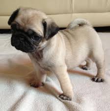 Maybe you would like to learn more about one of these? Pug Puppies For Sale Austin Tx 127452 Petzlover