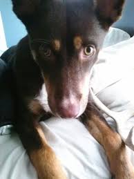 My Sweet Dog Chocolate Lab Gsd Mix Or Australian Kelpie Ethel Cobb Sweet Dogs Australian Kelpie Dogs