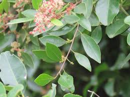 Image result for Hymenocardia ulmoides