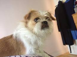 We did not find results for: Jack Russell Shih Tzu Cross Puppies Posts Facebook