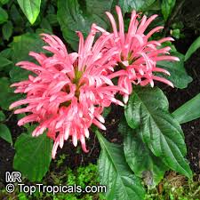 Maybe you would like to learn more about one of these? Justicia Carnea Jacobinia Carnea Brazilian Plume Flamingo Flower Toptropicals Com