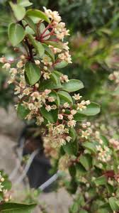 Image result for Gymnosporia putterlickioides