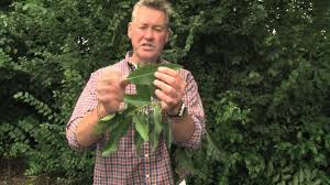Chestnuts produce a better crop when subjected to chill temperatures during the dormant period. Identifying Sweet Chestnut Youtube