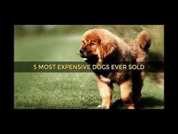 pin on cadaboms world s first celebrity dog breeder