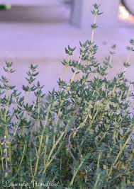 Sep 24, 2020 · add onion, sweet potatoes, brussels sprouts, garlic, thyme, paprika, and cumin. Growing And Harvesting Thyme The Lavender Homefront