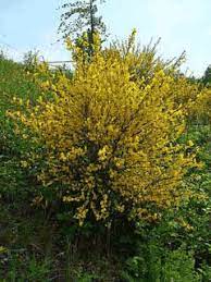 Cytisus Scoparius Broom Scotch Broom Common Broom Pfaf Plant Database