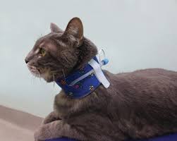 I'll come into your house to care and feed your cats while you are away. Tube Talk Charlotte County Florida Weekly