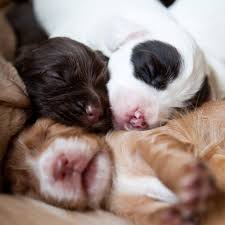 If a puppy six months or younger growls or snaps or bites, then he's either got a strong genetic tendency showing aggression before six months old means that the puppy has got it in his blood. The First Six Months What Being A New Puppy Parent Is Really Like