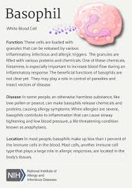 Basophil Medical Laboratory Science Medical School Studying Biology Lessons