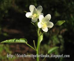 Image result for Hibiscus lobatus