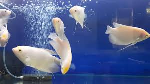 Kenyataannya, banyak pelaku budidaya gurame dalam skala kecil atau skala rumahan dengan modal yang relatif sedikit. Ikan Gurameh Albino Padang Jumbo Putih Merah Hitam Aquarium Hias Konsumsi Hobi Cantik Bagus Youtube