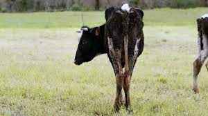 ¿te lo vas a perder? En Epoca De Vacas Flacas