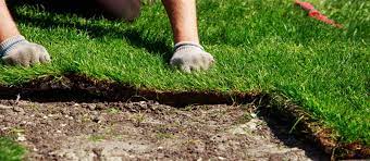 When your sod is delivered, check to see that it's healthy and problem free. When You Should Plant Sod In Central Florida Lake Jem Farms