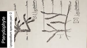 Image result for Lycopodium