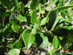 Image result for Chionanthus foveolatus