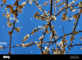 Image result for Acacia mellifera