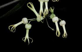 Image result for Riocreuxia