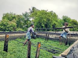 Indigo: The story of India's 'blue gold ...