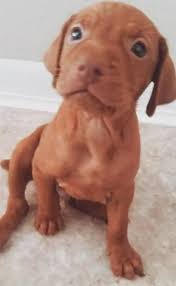 Dogs and puppies for sale in ontario, bc and alberta and the rest of canada. Hungarian Vizsla Puppies For Sale Vizsla Puppies Vizsla Puppies For Sale Vizsla