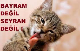 Kedi Neden Sahibini Yalar Sihirli Kadin