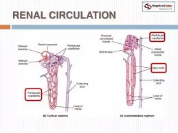 What Is The The Path Of Blood Flow Through The Kidney Quora