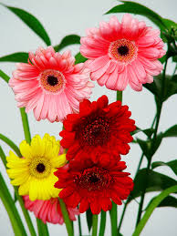 En verano produce racimos erectos de flores en forma de espuela de color. Planta Liliacea De Flores Grandes Y Hermosas Las 10 Flores Mas Hermosas Del Planeta Diario Ecologia Zeword La Forma Mas Facil De La Pista De Clarin Crucigrama Planta Liliacea