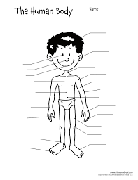 Free Printable Human Body Diagram For Kids Labeled And