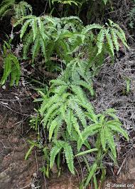 Image result for Pteris linearis