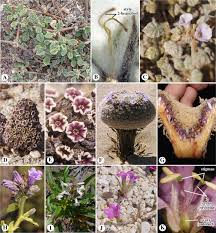 Image result for Boraginaceae