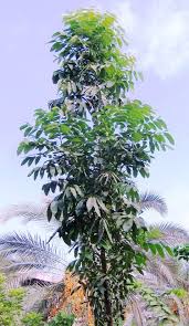 Image result for Swietenia