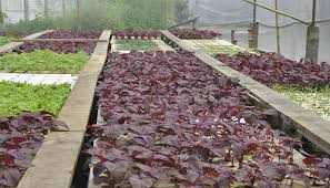 Artikel ini akan memberikan panduan penuh untuk tanam tumbuhan yang bernama bayam brazil ini berserta cara penuaian dan sebagainya. 9 Cara Menanam Bayam Merah Dengan Hasil Terbaik