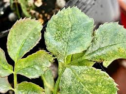 ハダニの駆除 対策方法 予防のためにする日頃の手入れとは Greensnap グリーンスナップ