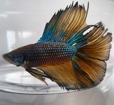 Betta Fish Fin Damage The Cause My Aquarium Club