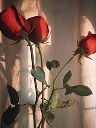 Check spelling or type a new query. Gambar Bunga Mawar Instagram