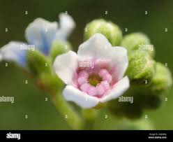 Image result for Cynoglossum lanceolatum