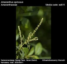 Image result for Amaranthus spinosus