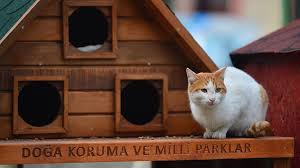 Sahipsiz Hayvanlar Icin Gecen Yil Bin Kulube Dagitildi