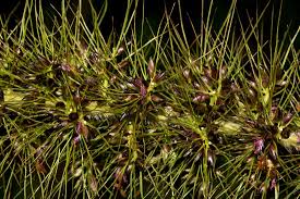Image result for Setaria grandis