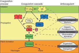Dabigatran Rivaroxaban Apixaban Argatroban And Fondaparinux And Their Effects On Coagulati Clinical Chemistry Coagulation Cascade Medical Laboratory Science