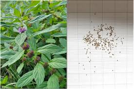 みんなの趣味の園芸