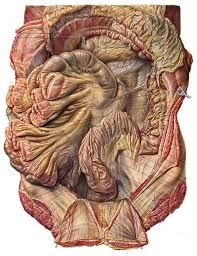 Colica sinistra arcus riolani (mesocolon transversum). Makroskopische Und Mikroskopische Anatomie Des Dickdarms Und Des Mastdarms Pdf Kostenfreier Download