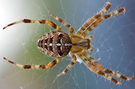 Orbweaver spider with yellow stripes quick fact: Orb Weaver Spider Facts You Ll Never Forget