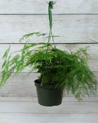 Image result for Asparagus pendulus