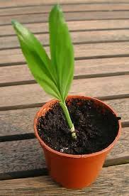 Image result for Chamaedorea radicalis