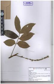 Image result for Lepisanthes senegalensis