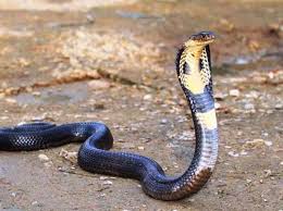 Maybe you would like to learn more about one of these? Nag Panchami 2021 Date Bihar Bengal Odissa Rajasthan Nag Panchami 2021 In India Nag Panchami 2021 Unknown Facts About Snake And Snake Bite Nag Panchmi Mystery Of Cobra