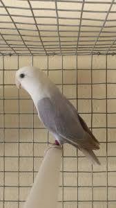 Canela Violeta Opalina Pet Birds Beautiful Birds African Lovebirds